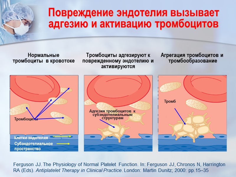 Агрегация тромбоцитов и  тромбообразование Тромбоциты Клетки эндотелия Адгезия тромбоцитов к   субэндотелиальным